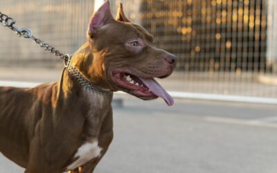 Dos pitbulls que mataron a una anciana de 73 años estaban bajo los efectos de la cocaína, revelan análisis