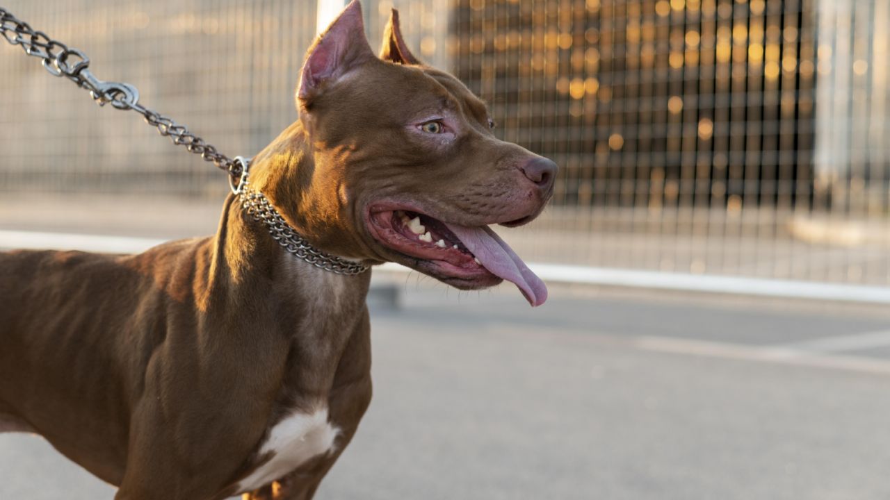 Dos pitbulls que mataron a una anciana de 73 años estaban bajo los efectos de la cocaína, revelan análisis