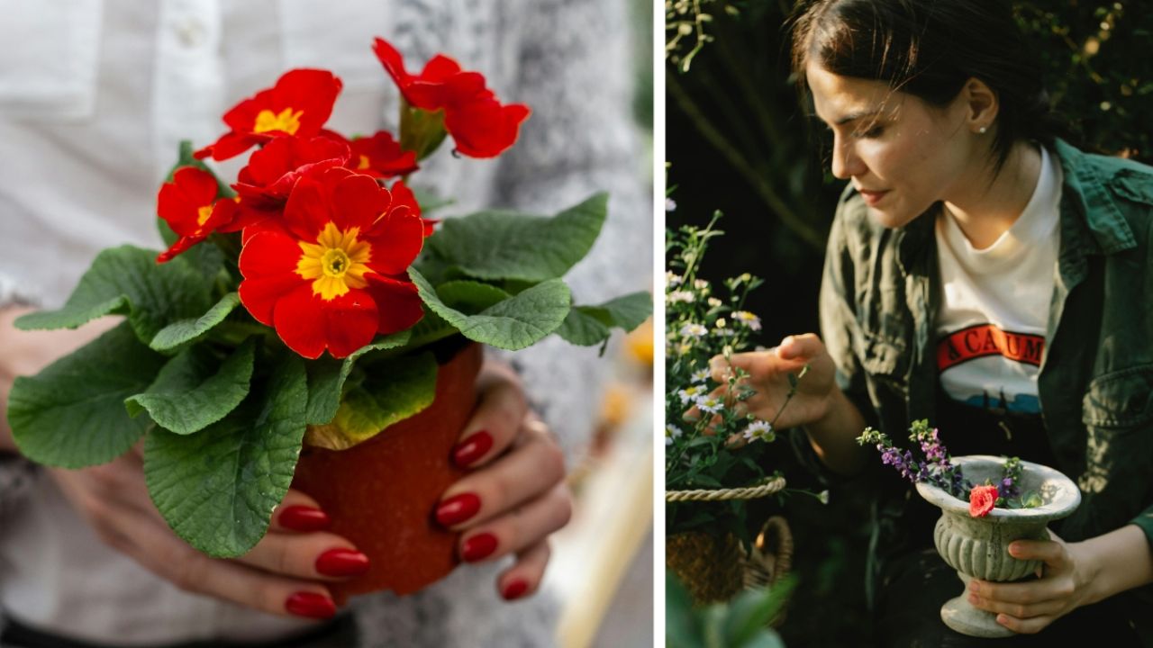 Tres flores que son resistentes al sol e ideales para decorar el jardín esta primavera
