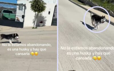 Video de husky siguiendo un auto indigna a usuarios en TikTok; su dueña afirma que así lo pasea
