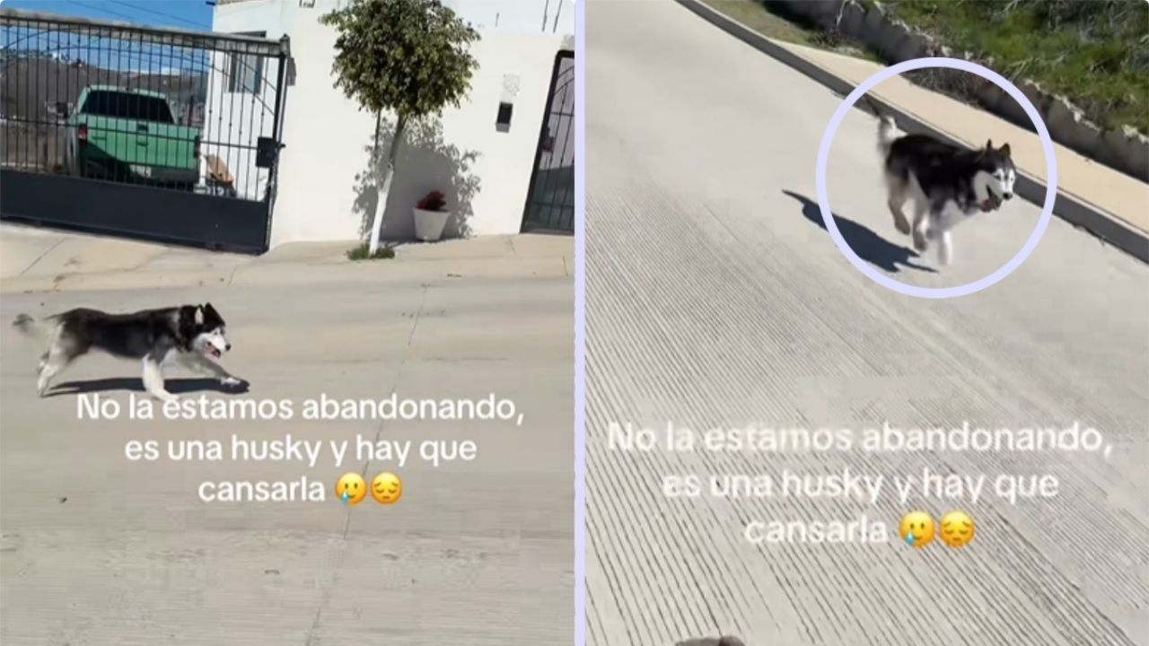 Video de husky siguiendo un auto indigna a usuarios en TikTok; su dueña afirma que así lo pasea