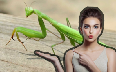 ¿Qué significa que ingrese una mantis a tu casa?