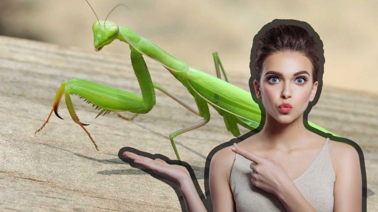 ¿Qué significa que ingrese una mantis a tu casa?