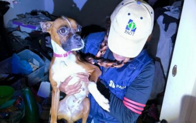 Rescatan a una perrita que se encontraba en los huesos desde 2023 en la colonia Santa María la Ribera