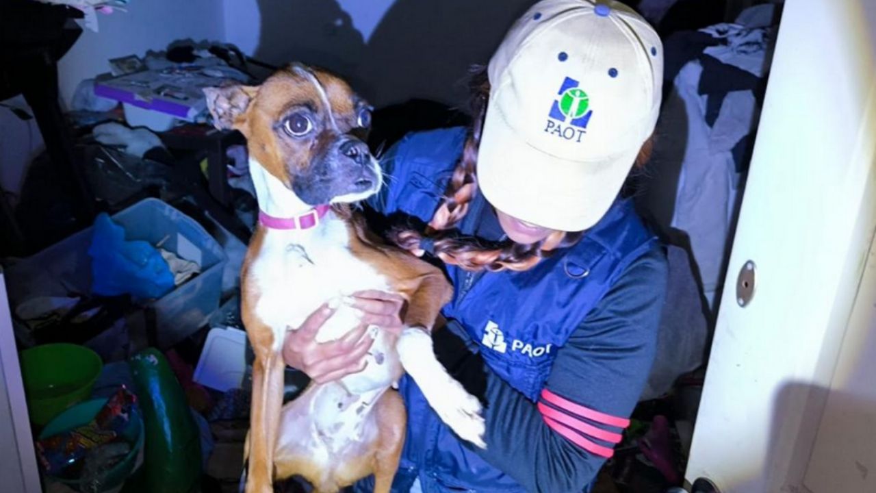 Rescatan a una perrita que se encontraba en los huesos desde 2023 en la colonia Santa María la Ribera