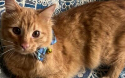 Tras pasar sus primeros meses de vida encerrado cruelmente en una transportadora, Mango encontró por fin un hogar