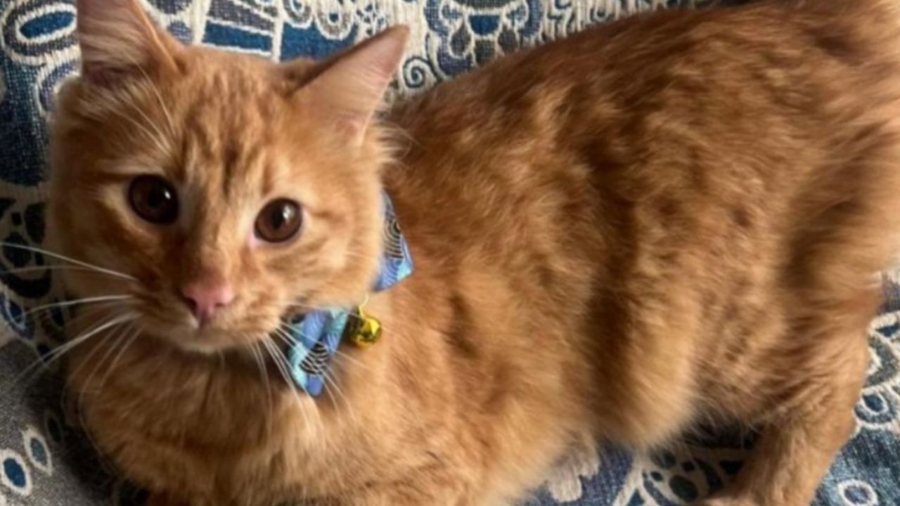 Tras pasar sus primeros meses de vida encerrado cruelmente en una transportadora, Mango encontró por fin un hogar