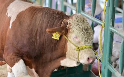 “Actuamos con la cabeza fría, nunca nos subordinamos”, responde secretaría de Agricultura a EU por gusano barrenador