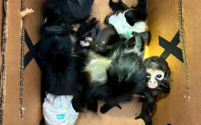 Rescata Profepa 5 ejemplares de mono araña y 4 de siete colores, en Nuevo León