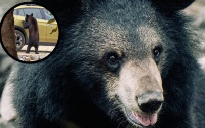 VIDEO VIRAL | Oso sorprende al abrir dos camionetas para buscar comida en Arteaga, Coahuila