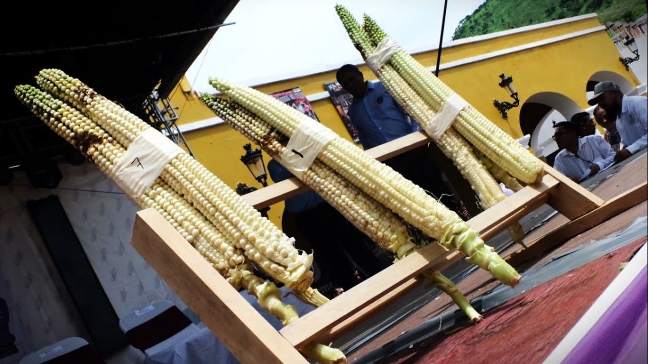 ¿Te gustan los elotes? Lánzate a la Feria de Jala, Nayarit